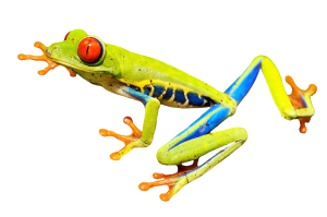 red-eye-frog-2815683